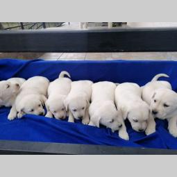 čistokrvni labradora štenci besplatni mali oglasi