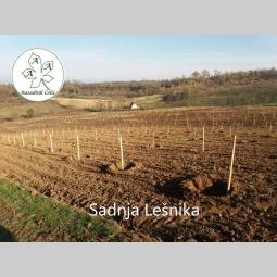 sadnice i odgovor kako podići kvalitetan voćnjak i vinograd  besplatni mali oglasi