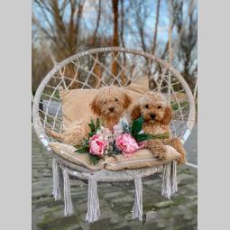 labradoodle (labradudl) besplatni mali oglasi
