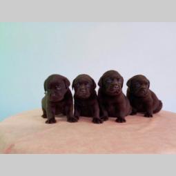 labrador štenci besplatni mali oglasi