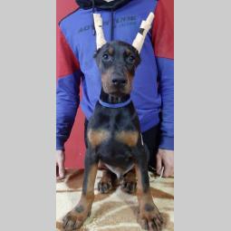 doberman štenci besplatni mali oglasi