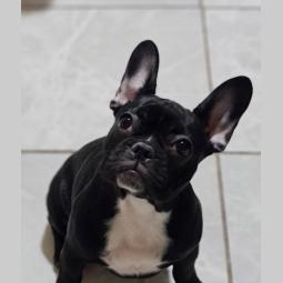 francuski buldog štenci besplatni mali oglasi