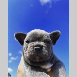 francuski buldog štenci besplatni mali oglasi