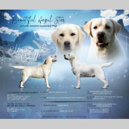 labrador retriver štenci besplatni mali oglasi