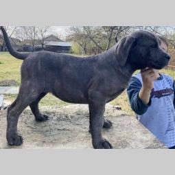 kane korso štenci besplatni mali oglasi