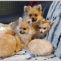 pomeranac štenci besplatni mali oglasi