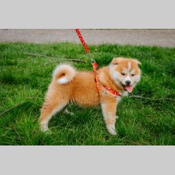 akita inu štenci besplatni mali oglasi