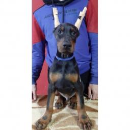 doberman štenci besplatni mali oglasi