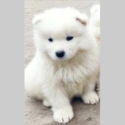 samojed štenci besplatni mali oglasi