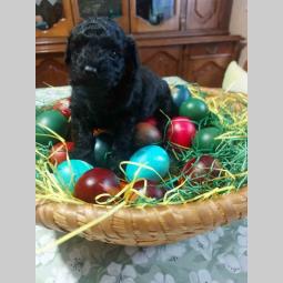 patuljasta pudla crna ženka besplatni mali oglasi