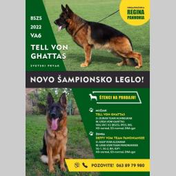 nemački ovčar vrhunska krvna linija novo leglo besplatni mali oglasi