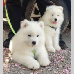 samojed štenci besplatni mali oglasi