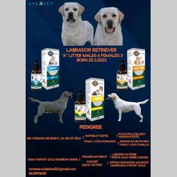 labrador retriveri štenci besplatni mali oglasi