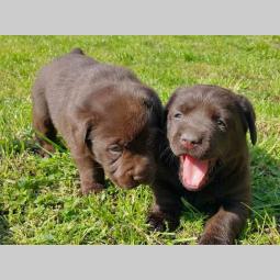 labradori vrhunskog porekla besplatni mali oglasi