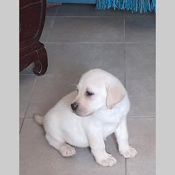 labrador žensko štene besplatni mali oglasi