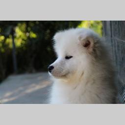 samojed ženka na prodaju besplatni mali oglasi
