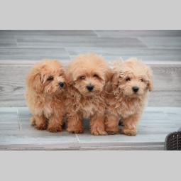 maltipoo štenci besplatni mali oglasi