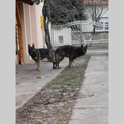 nemački ovčar radna linija besplatni mali oglasi