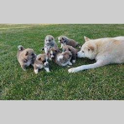 akita inu štenci besplatni mali oglasi