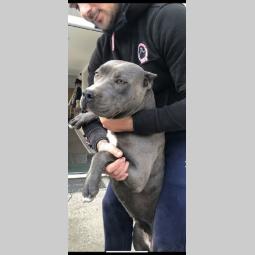 pit bul pablo rea besplatni mali oglasi