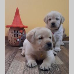 labrador čistokrvni štenci besplatni mali oglasi