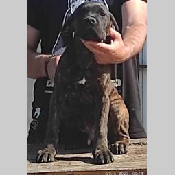 cane corso bez dokumentacijom besplatni mali oglasi