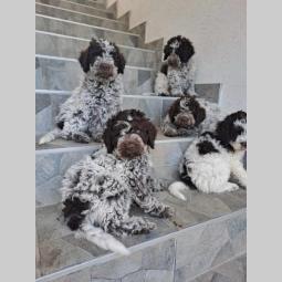 lagotto romanjolo štenci besplatni mali oglasi
