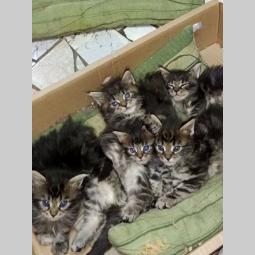 maine coon mačići besplatni mali oglasi