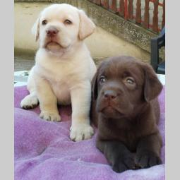 labrador retriver štenci besplatni mali oglasi