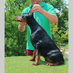 doberman štenci besplatni mali oglasi