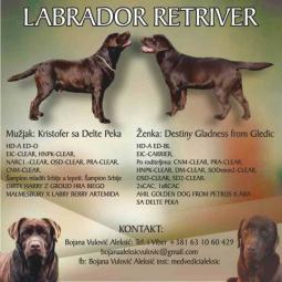 labardor retrivera besplatni mali oglasi