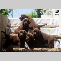 labrador retriver štenci besplatni mali oglasi