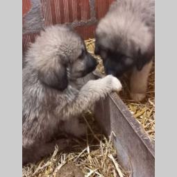 kavkavskog ovčar štenci besplatni mali oglasi