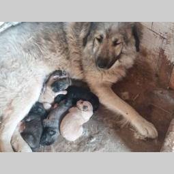 kavkaski ovčar sa odličnim pedigreom besplatni mali oglasi
