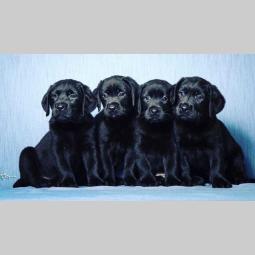 labrador retriver štenad vrhunskog kvaliteta besplatni mali oglasi