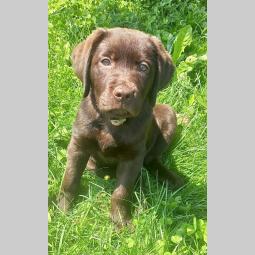 žensko štene labradora besplatni mali oglasi