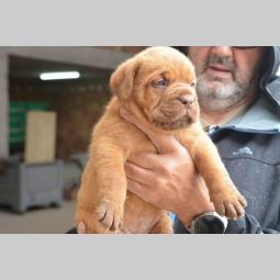 stenci bordoske doge vrhunske krvne linije besplatni mali oglasi