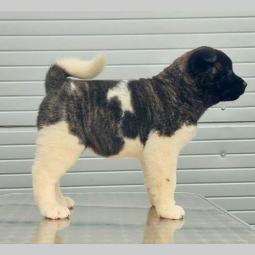 američka akita štenci besplatni mali oglasi