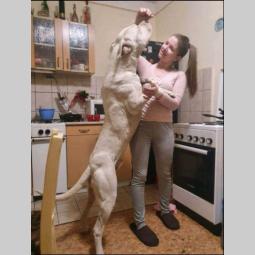 dogo argentino štenci besplatni mali oglasi