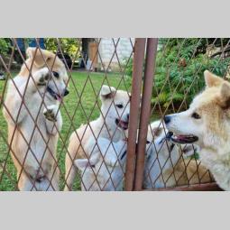 japanska akita štenci na prodaju besplatni mali oglasi