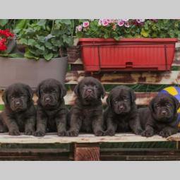 labrador retriver štenci braon boje besplatni mali oglasi