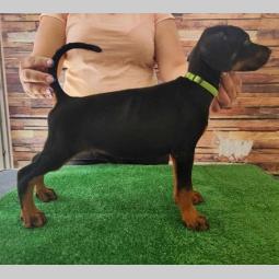 doberman štenci besplatni mali oglasi