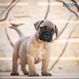 home of guardians bullmastiff kennel besplatni mali oglasi