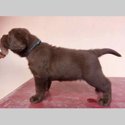 na prodaju braon štenci labrador retrivera besplatni mali oglasi