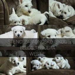 na prodaju štenci zapadnog terijera (westie) besplatni mali oglasi