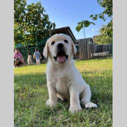 labrador retriver štenci besplatni mali oglasi