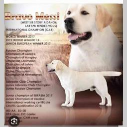 mužjak labrador retriver star 13 meseci besplatni mali oglasi