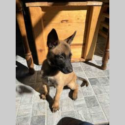 na prodaju štenci malinoe (belgijski ovčar) besplatni mali oglasi
