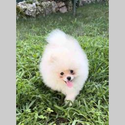 pomeranac muško štene staro 3 meseca bele boje besplatni mali oglasi