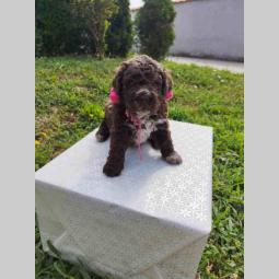 lagotto romagnolo prelepa štenad sa rodovnikom besplatni mali oglasi